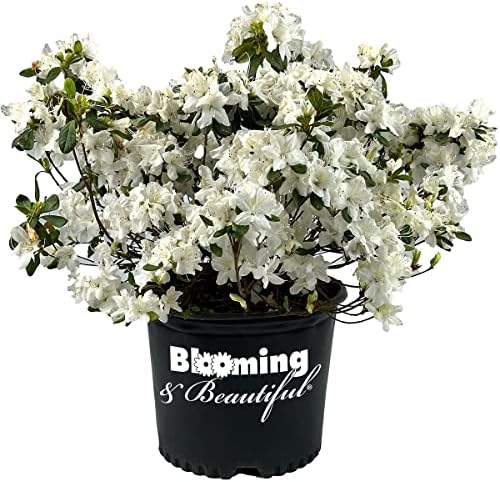 Delaware Valley White Azalea, Live Evergreen Flowering Shrub, 3 Gallon by BloomingBeautiful