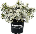 Delaware Valley White Azalea, Live Evergreen Flowering Shrub, 3 Gallon by BloomingBeautiful