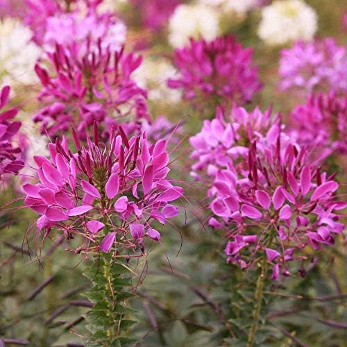 Outsidepride Violet Cleome Seeds - 1000 Pcs Annual Flower Seeds with Large, Airy, Spidery Blooms, Drought Tolerant Spider Plant for Xeriscaping, Flower Bed, Border, Pollinator, & Cut Flower Garden by Outsidepride