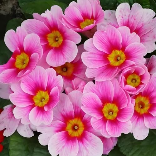 Primrose Flower Seeds (300pcs) – Colorful Perennial Blooms for Patio Pots, Rock Gardens & Bonsai Décor – Easy to Grow, Long-Lasting Spring Flowers Gift for Garden Lovers - Image 2