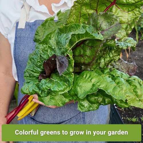 Sow Right Seeds - Swiss Chard Seed Collection for Planting Vegetable Garden - Image 3