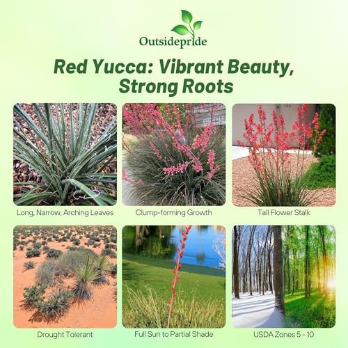 Outsidepride Red Yucca Seeds for Planting - 25 Pcs Drought Tolerant Flower Seeds with Evergreen Foliage & Pollinator-Friendly Flowers, for Xeriscaping, Dry or Sandy Landscapes - Image 2