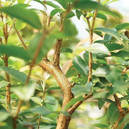 Brussel's Live Jaboticaba Indoor Bonsai Tree - 6 Years Old; 10" to 14" Tall with Decorative Container, Humidity Tray & Deco Rock - Image 2