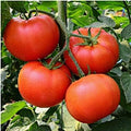 Homestead Tomato Seeds (((100 Seed Packet))) (More Heirloom, Non GMO, Vegetable, Fruit, Herb, Flower Garden Seeds at Seed King Express) by Unknown