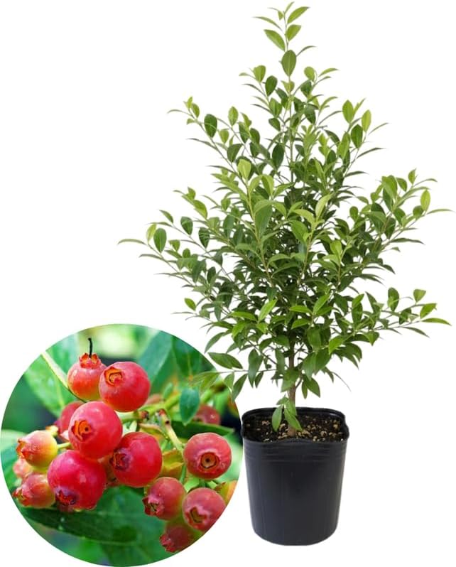 Pink Lemonade Blueberry Bush Live Plant, Edible Fruit Plant by Unknown