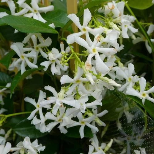 White Star Jasmine Flower Live Plant, Flower Vine, 5-7 Inch Tall - Image 3