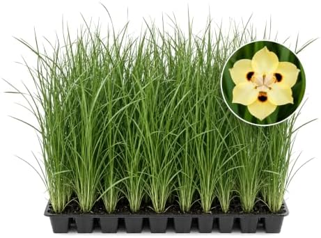 African Iris Yellow - 60 Live Plants - Dietes Vegeta - Drought Tolerant Groundcover Grass by FloridaFoliage