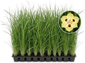 African Iris Yellow - 3 Live Plants - Dietes Vegeta - Drought Tolerant Groundcover Grass by FloridaFoliage