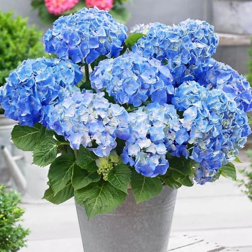 Blue Hydrangea Plant Live, Garden Shrub, 7-12" Tall, in Pot - Image 2