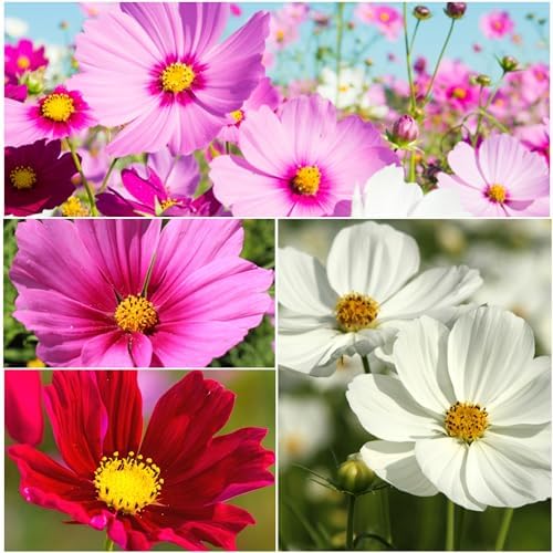 Seed Needs Sensation Cosmos Seeds to Plant Cut Flowers - 2 Packs - Image 3