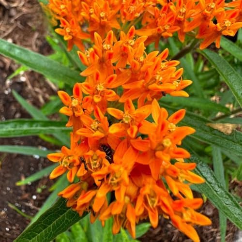 2 Orange Milkweed Live Plants, Flowering Plant, 4-7 Inch Tall - Image 2