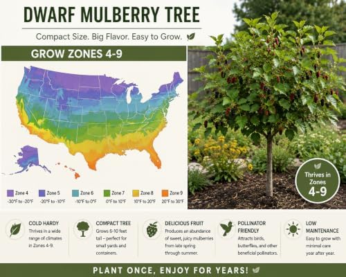 Mulberry Dwarf Everbearing Tree (4 Pack) Live Fruit Plants - Image 4