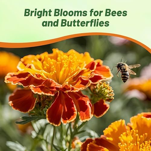 Outsidepride Bonanza Mix French Marigold Seeds - 200 Pcs Annual, Compact, Heat & Drought Tolerant Flower Seeds for Planting w/Double Crested, Bi-Colored Blooms, Ideal for Vibrant Pollinator Gardens - Image 4