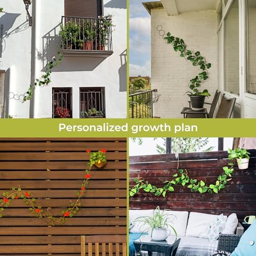 Chain Trellis for Climbing Plants - Indoor & Outdoor House Plant Accessories for Monstera, Pothos, Ivy, and More | Garden Wall Trellis and Plant Vine Support - Houseplant Accessories and Plant Gifts - Image 6