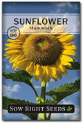 Sow Right Seeds - Mammoth Sunflower Seed for Planting Giant Flower Garden by SowRightSeeds