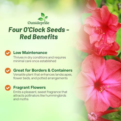 Outsidepride Red Four O'clock Flower Seeds - 1 lb Perennial Fragrant, Trumpet-Shaped Blooms, Deer-Proof & Easy to Grow, for Pollinator & Evening Gardens, Containers, Hedges, or Borders - Image 3