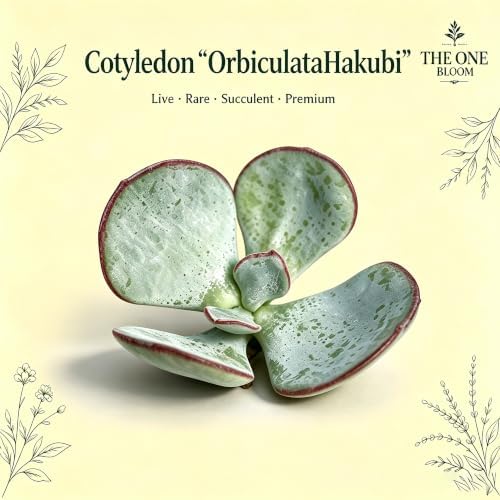 3PCS Cotyledon 'Orbiculata Hakubi' Live Succulent Plant 1.5 Inch, Rare Cotyledon Bare Root No Pot, Easy Care Indoor Outdoor Houseplant for Home Garden Decor, Gift for Plant Lovers - Image 2