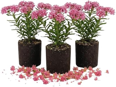 3 Pink Milkweed Live Plants, Flowering Plant,4-6Inc by PlantsSeedsBulbs