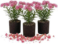 3 Pink Milkweed Live Plants, Flowering Plant,4-6Inc by PlantsSeedsBulbs
