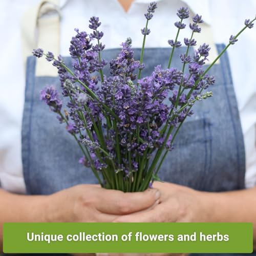 Sow Right Seeds - Insect & Pest Repellent Seed Collection for Planting - Image 3