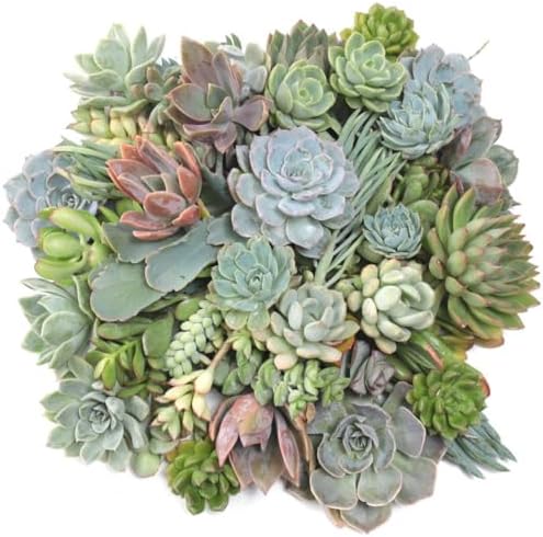 Mountain Crest Gardens Succulent Cuttings Pack - 50 Unrooted Plants, 2–3 Inches Long – Assorted Live Clippings for DIY Arrangements, Crafts, and Living Décor by MountainCrestGardens