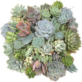 Mountain Crest Gardens Succulent Cuttings Pack - 50 Unrooted Plants, 2–3 Inches Long – Assorted Live Clippings for DIY Arrangements, Crafts, and Living Décor by MountainCrestGardens