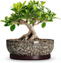 Bonsai Pots, 8 Inch Ceramic Succulent Pot with Saucer, White Leopard by Wliror