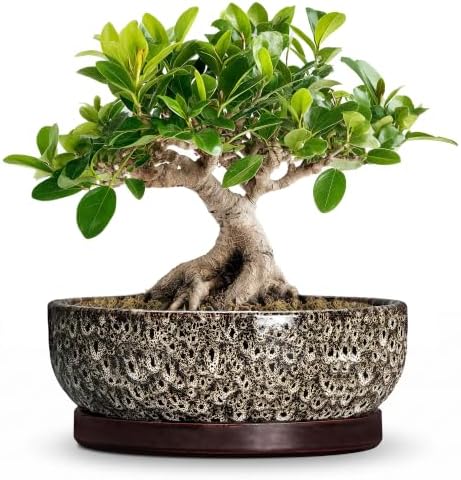 Bonsai Pots, 8 Inch Ceramic Succulent Pot with Saucer, White Leopard by Wliror