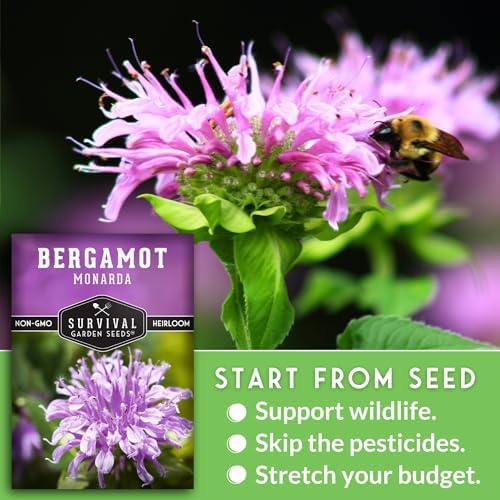 Bee Balm Seeds for Planting - Wild Bergamot Survival Garden Seeds (2 Packs) - Image 5