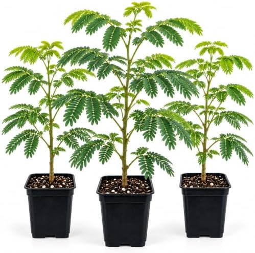 3 Mimosa Silk Tree Live Saplings – Pink Flowering Trees in Pots - Image 7