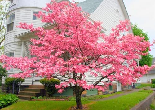 Pink Dogwood Tree, Flowering Tree, 6-12 Inch Tall, 2.5 Inch Pot by AKTRD