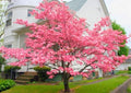 Pink Dogwood Tree, Flowering Tree, 6-12 Inch Tall, 2.5 Inch Pot by AKTRD