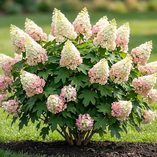 Oakleaf White Hydrangea Live Plant, Hydrangea Tree Shrub in Pot, 6-12" - Image 4