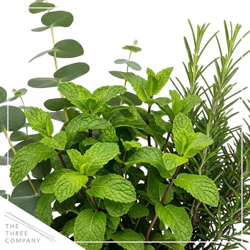 Herb Combo - Breathe Better, Eucalyptus, Mint & Rosemary, Aromatic Plant Collection in Deco Cover, 12" Tall by 6" Wide in 1.25 Qt Pot - Image 2