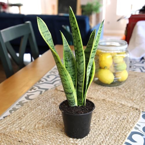 Live Snake Plant, Sansevieria trifasciata Laurentii, Fully Rooted Indoor House Plant in Pot, Mother in Law Tongue Sansevieria Plant, Potted Succulent Plants, Sansevieria laurentii by Plants for Pets - Image 2
