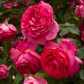 Heirloom Climbing Roses, Live Own Root Plant, Pretty in Pink Eden Climber® by HeirloomRoses