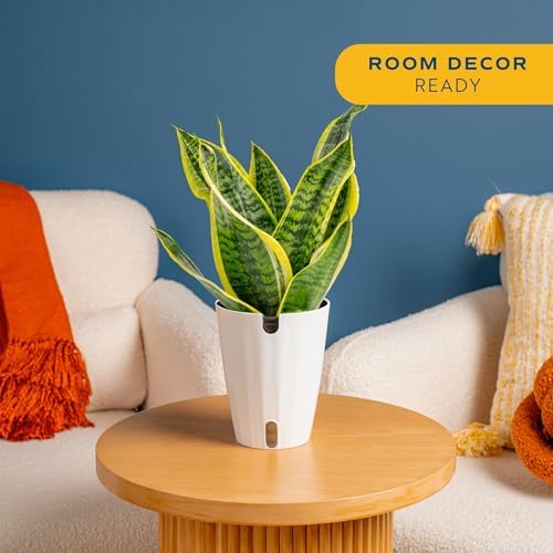 Costa Farms Snake Plant, Live Indoor Plant, Air Purifying, Easy Low Light - Image 2