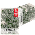 Seed Needs Caraway Seeds to Plant an Herb Garden - 10 Packs by SeedNeeds