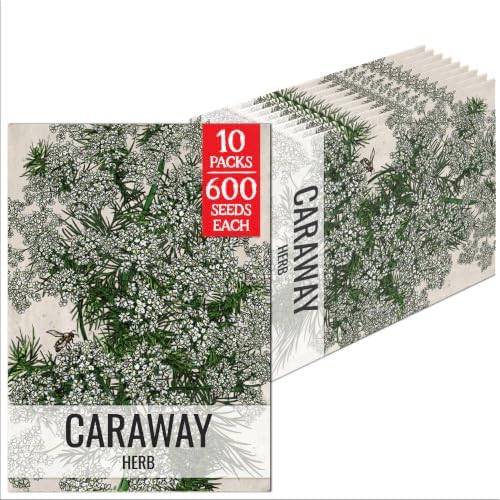 Seed Needs Caraway Seeds to Plant an Herb Garden - 10 Packs by SeedNeeds