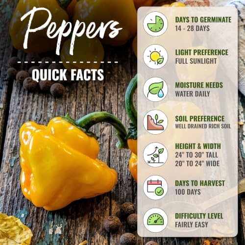 Seed Needs Jamaican Yellow Hot Pepper Seeds to Plant Vegetables - 2 Packs - Image 4