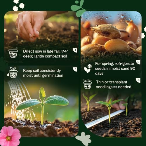SVI 350 Purple Coneflower Seeds (Echinacea purpurea) – Purple Echinacea Herb Cone Flowers Seed Packets – Attracts Pollinators, Perennial Flower Seeds for Flower Garden & Outdoor Garden Bed - Image 5