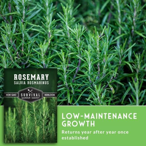 Rosemary Seeds for Planting – Survival Garden Seeds (1 Pack) - Image 4
