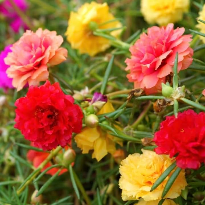10,000+ Moss Rose Seeds – Heirloom Portulaca Seeds – Easy to Grow, Fast-Growing Annual Flower – Mixed Colors – Drought Tolerant, Non-GMO Ground Cover for Garden Landscaping by Unknown