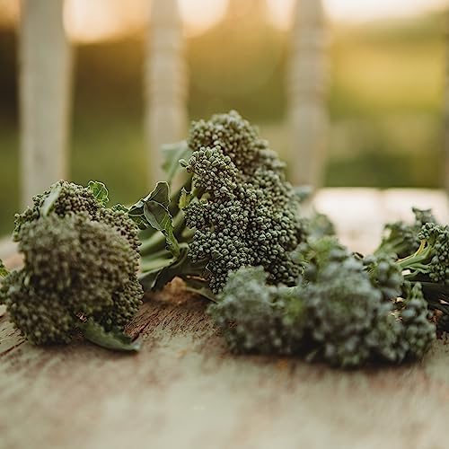 Di Cicco Broccoli - 100 Heirloom Seeds for Planting, Thresh Seed Co. - Image 4