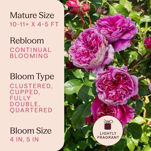 Heirloom Climbing Roses, Live Own Root Plant, Raspberry Cream Twirl™ - Image 6