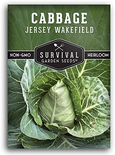 Jersey Wakefield Cabbage Seeds - Survival Garden Seeds (1 Pack) by SurvivalGardenSeeds