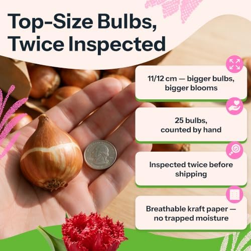 20 Qatar Red Fringed Tulip Bulbs for Fall Planting, Crispa - Image 3