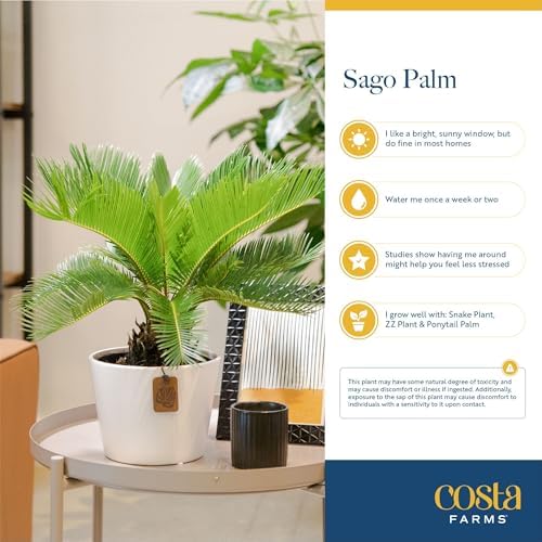 Costa Farms Sago Palm, Live Indoor Plant, Tropical Decor, Air Purifying - Image 5