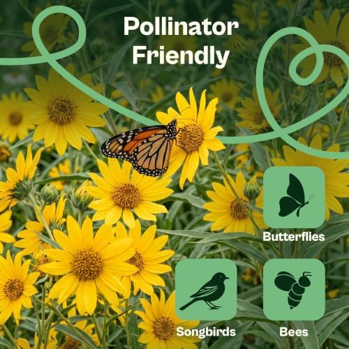 SVI 500 Maximilian Sunflower Heirloom Flower Seeds Helianthus maximiliani - Image 4