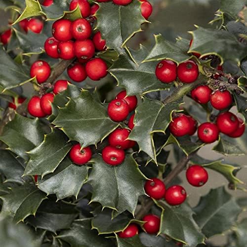 Monrovia Red Beauty Holly, Live Evergreen Shrub, 3 Gallon - Image 2